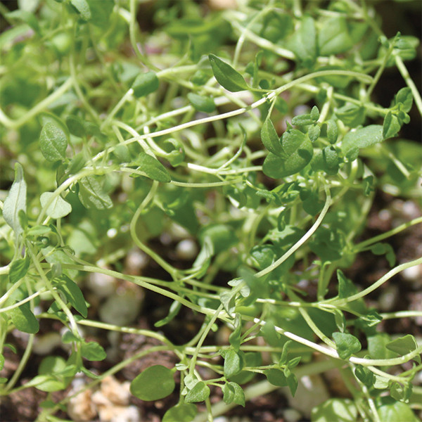 Organic Thyme