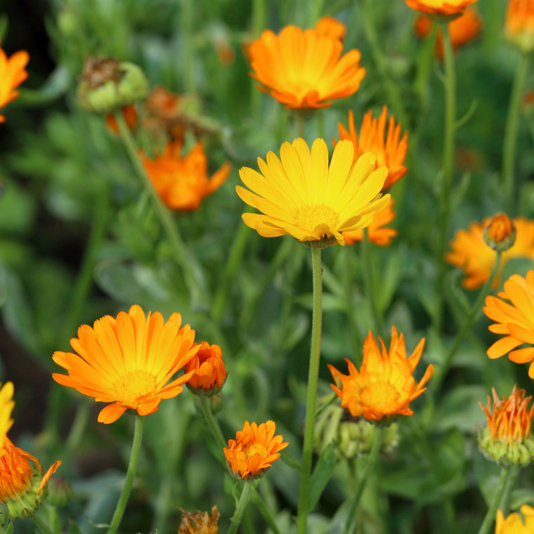 Organic Calendula: Resina