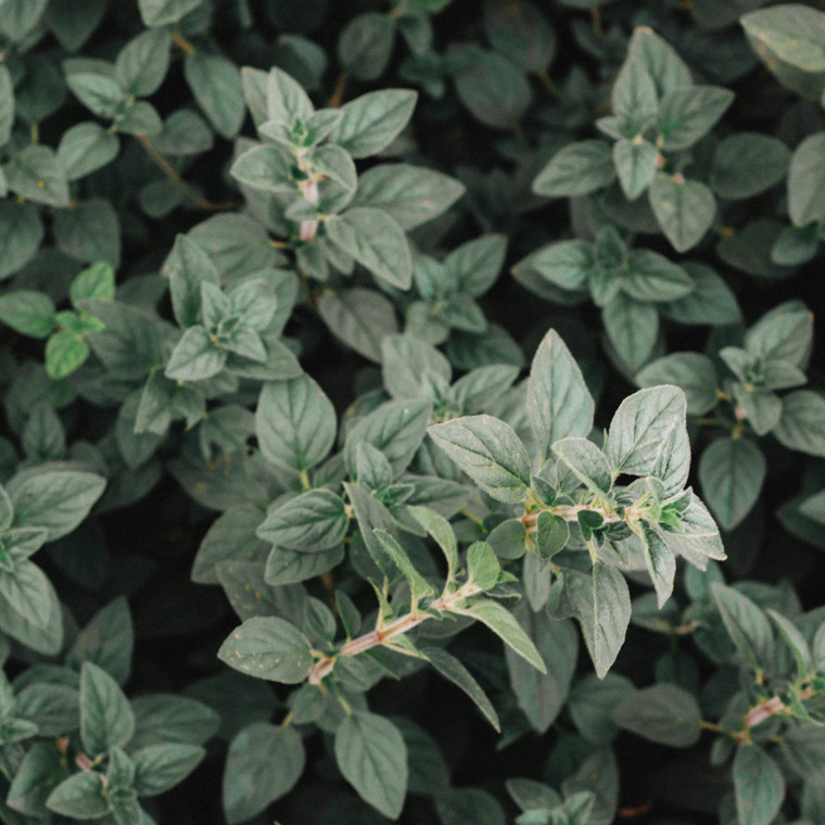 Organic Italian Oregano