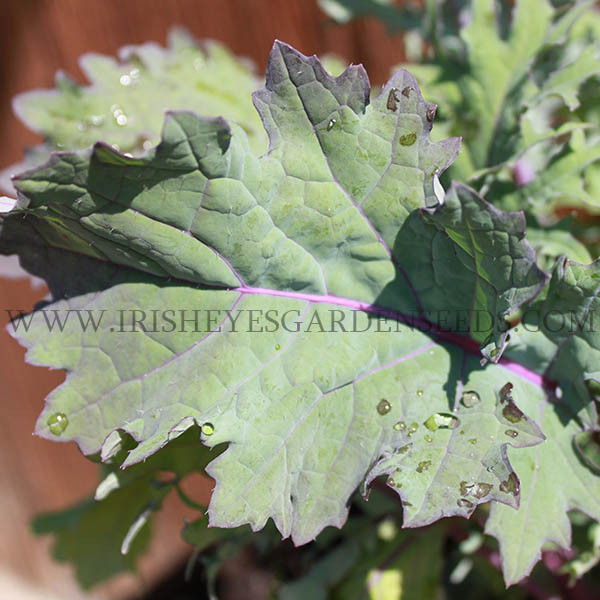 Organic Red Russian Kale
