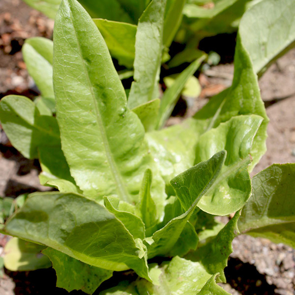 Organic Amish Deer Tongue Lettuce