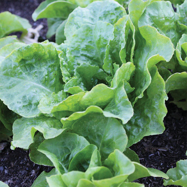 Organic Buttercrunch Bibb Lettuce