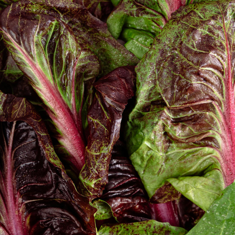 Organic Romaine Red Lettuce