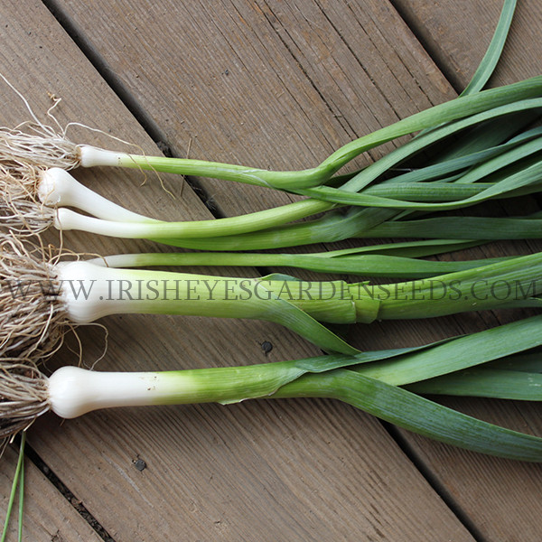 Organic American Flag Leek