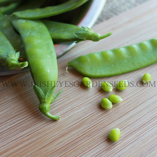 Organic Oregon Sugar Pod Ii Snow Pea