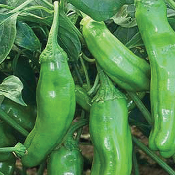 Organic Golden Greek Pepperonci