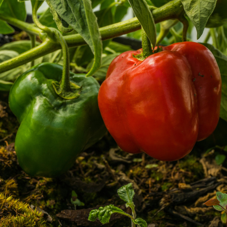 Organic Cal Wonder 300 Pepper