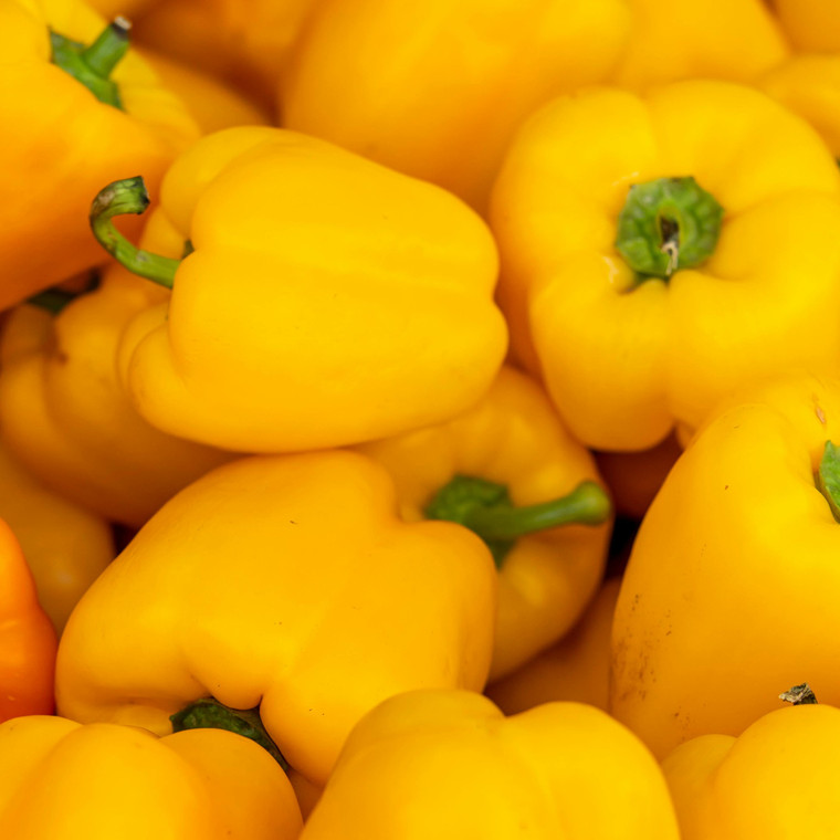 Organic Golden Cal Wonder Pepper
