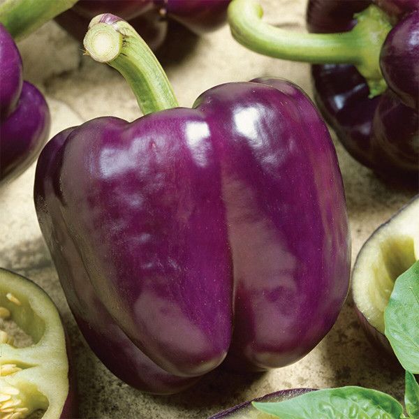 Organic Purple Beauty Pepper