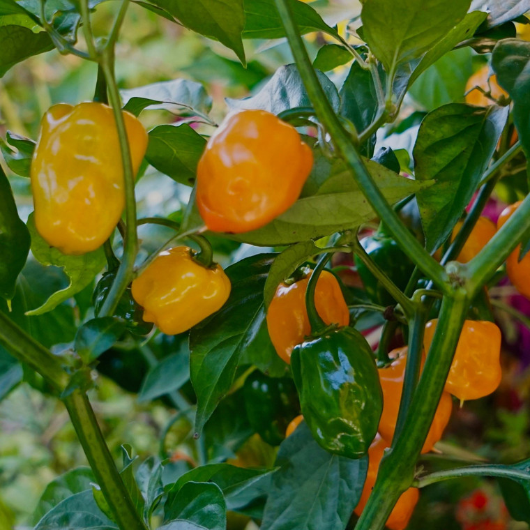 Organic Habanero Orange Pepper