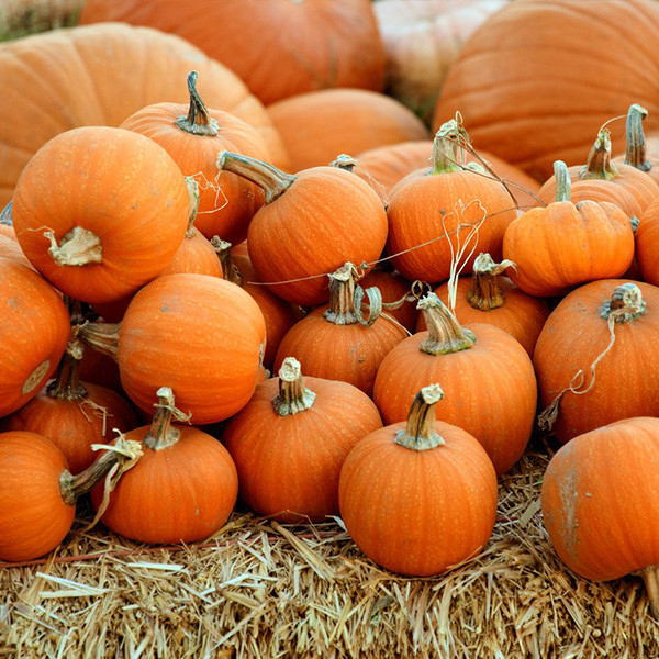 Organic Sugar Pie Pumpkin