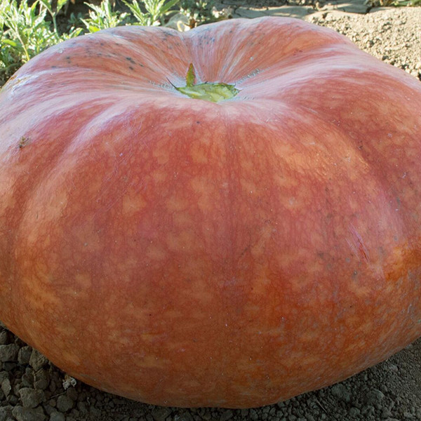 Organic Cinderella Pumpkin