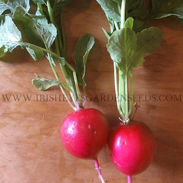 Organic German Giant Radish