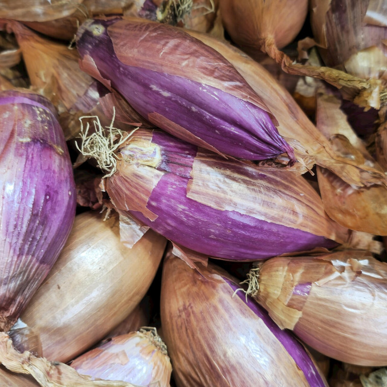 Organic French Red Shallot