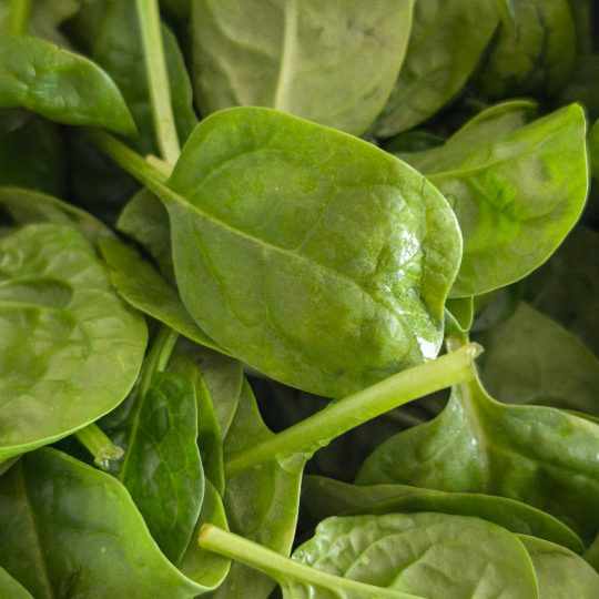 Organic America Spinach