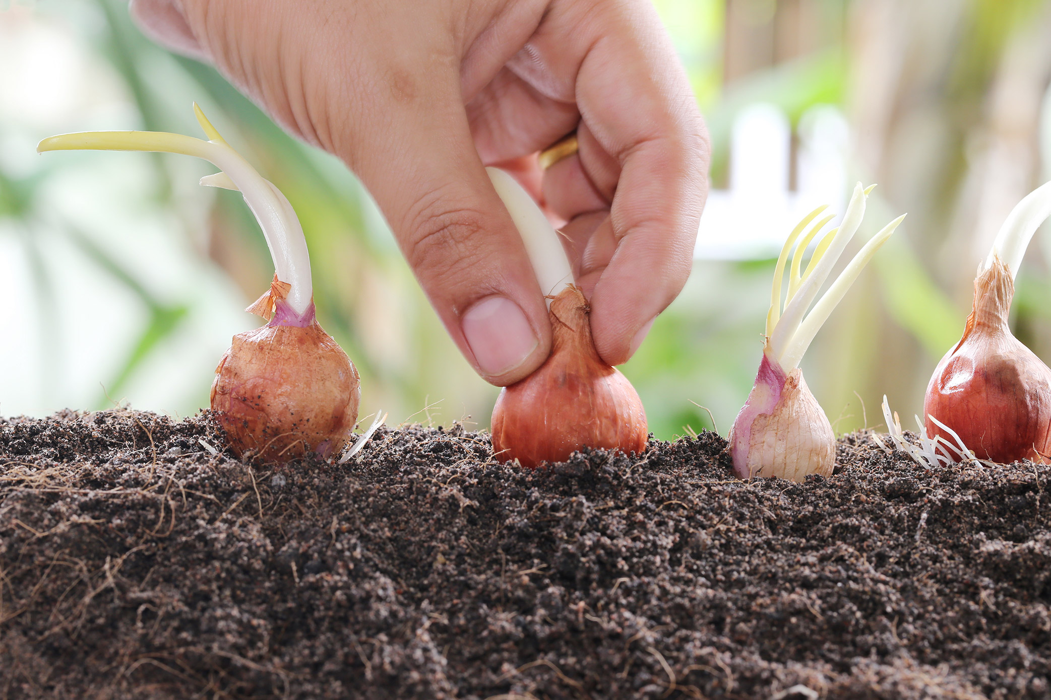 French Red Shallot Fall-Shipped Bulb Sets