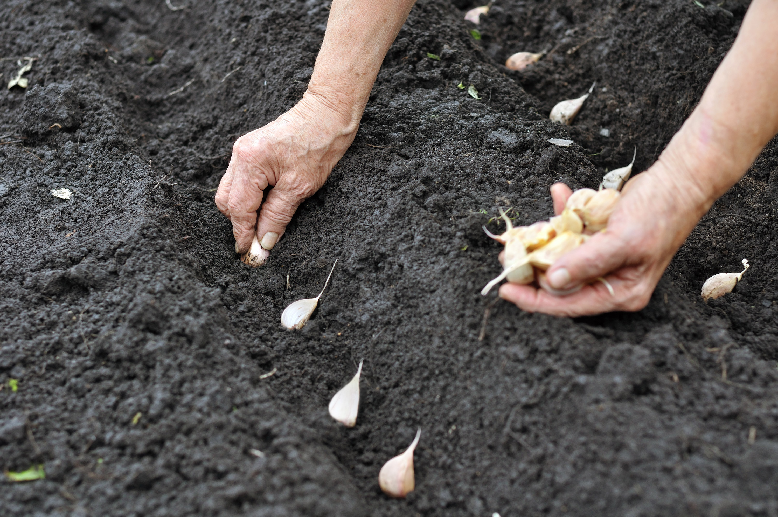 Organic SHALLOT GROWING GUIDE