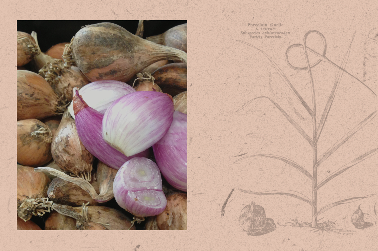 Dutch Red Shallot Garlic  Filaree Organic Seed Farm