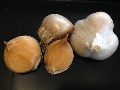 Dutch Red Shallot Garlic  Filaree Organic Seed Farm