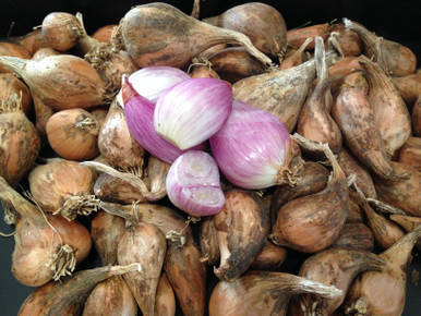 Dutch Red Shallot Garlic  Filaree Organic Seed Farm