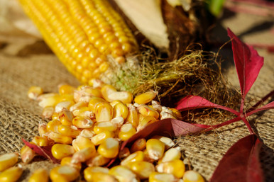 ORGANIC HOMESTEAD HERO YELLOW CORN