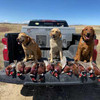 Turn an ordinary weekend into an unforgettable hunt! Rocky Mountain Roosters, Colorado’s finest private pheasant preserve, is offering a special half-day hunt certificate for just $140—that’s 50% off the usual rate. Turn an ordinary weekend into an unforgettable hunt! Rocky Mountain Roosters, Colorado’s finest private pheasant preserve, is offering a special half-day hunt certificate for just $140—that’s 50% off the usual rate.