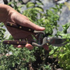 Verve Culture Thai Kitchen & Garden Shears