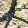 Zaer LTD Galvanized Birdbath With Branch Stand and Bird Details