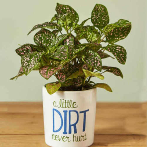 Studio M Little Dirt Never Hurt Mini Planter