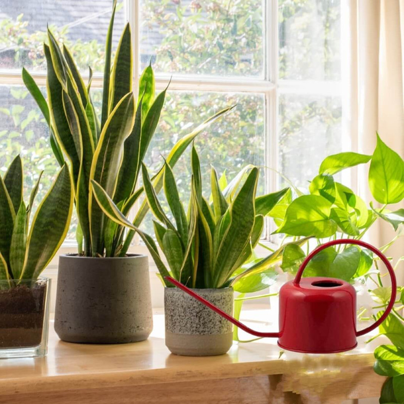 Plint Watering Can, 0.9-Liter Red