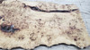 10/4 Mappa Burl Live Edge Slab 4034