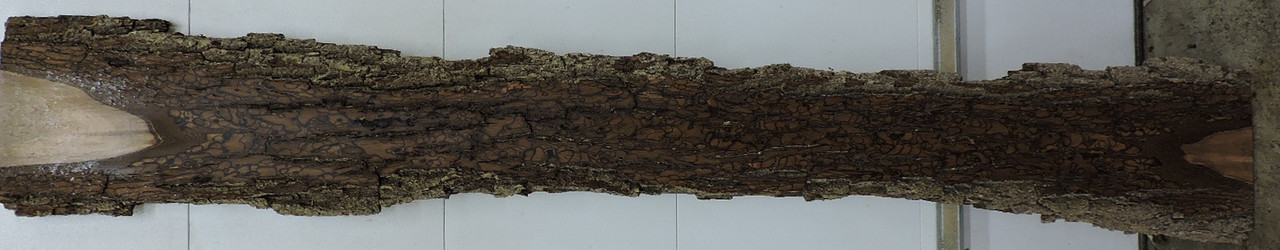 8/4 Walnut Bark Slab - 1914