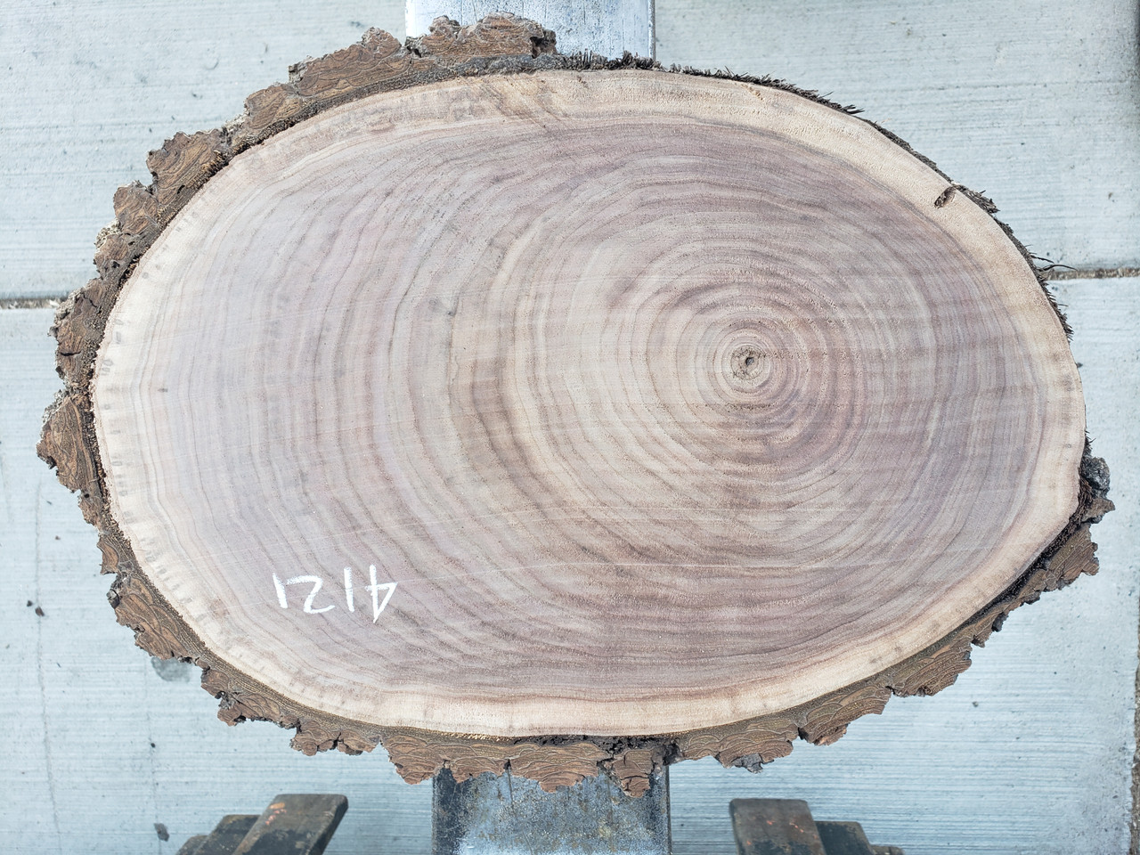 8/4 Walnut Oval 4121