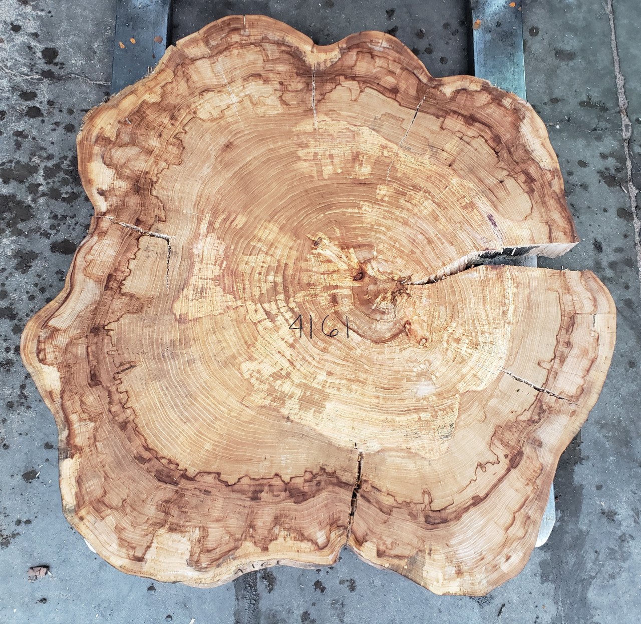 12/4  Red Elm Cookie - 4161