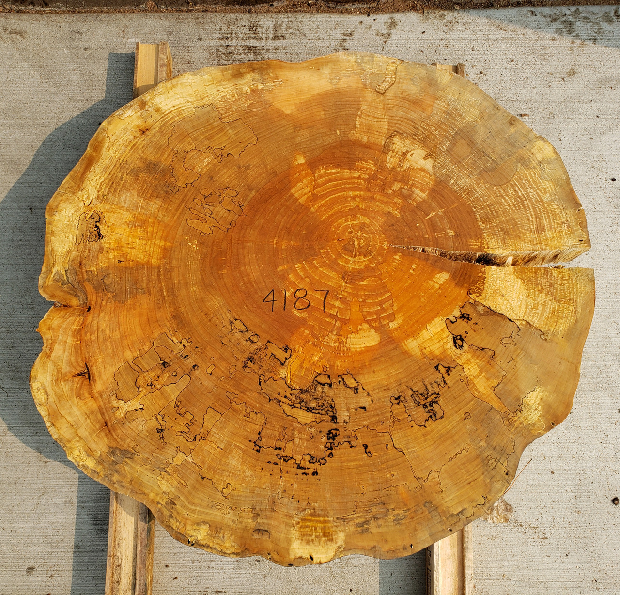 12/4  Spalted Maple Cookie - 4187