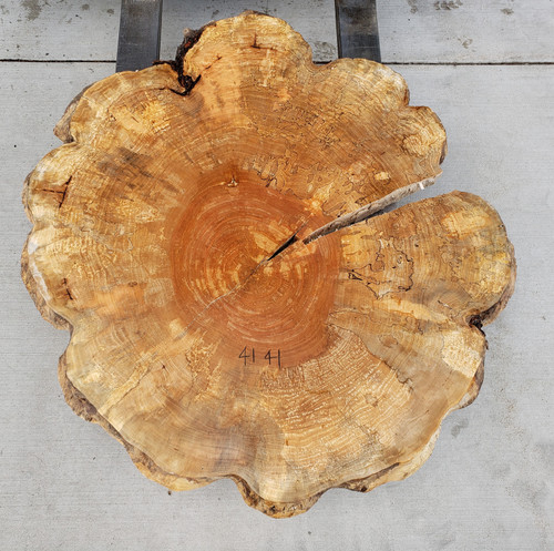 12/4 Spalted Maple Cookie 4141