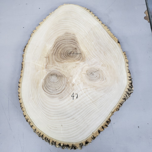 Ash Wood Cross Section - Live Edge Wood Slice - 10.5 x 24 x 3/4