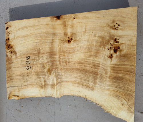 8/4 Mappa Burl Live Edge Slab 888 8/4 Mappa Burl Live Edge Slab 888