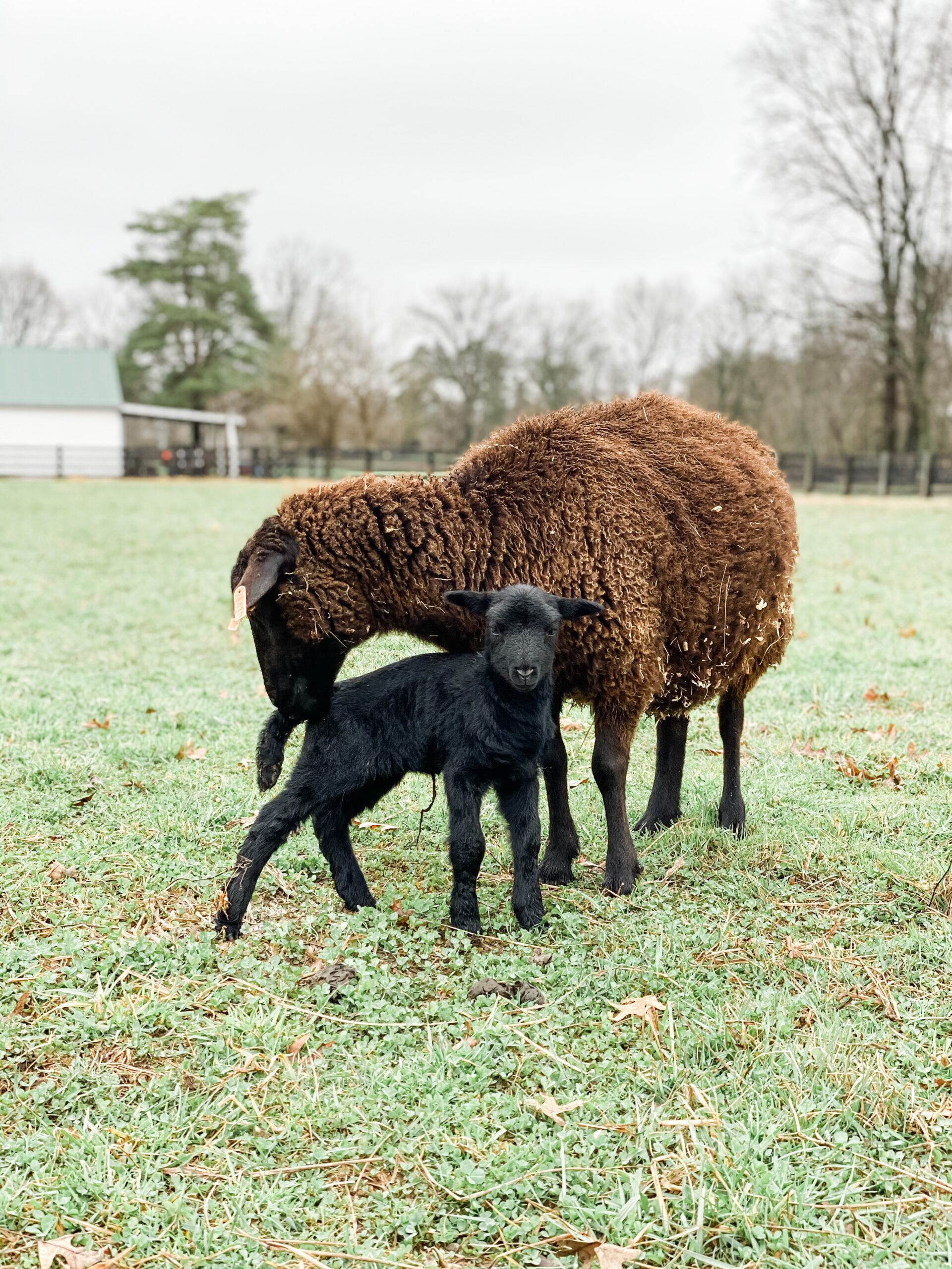 black-welsh-ewe-and-lamb-scaled.jpg