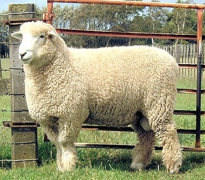 romney-marsh-sheep.jpg