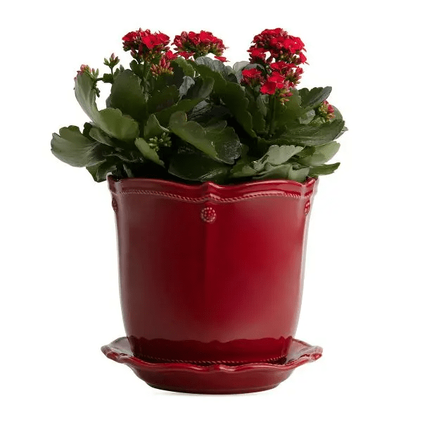 Juliska Berry & Thread Ruby 7 inch Planter & Saucer