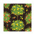 Caspari Citrus Topiaries Black - Napkin Luncheon (20)