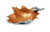 Julia Knight Oak Leaf 13" Bowl - Spice