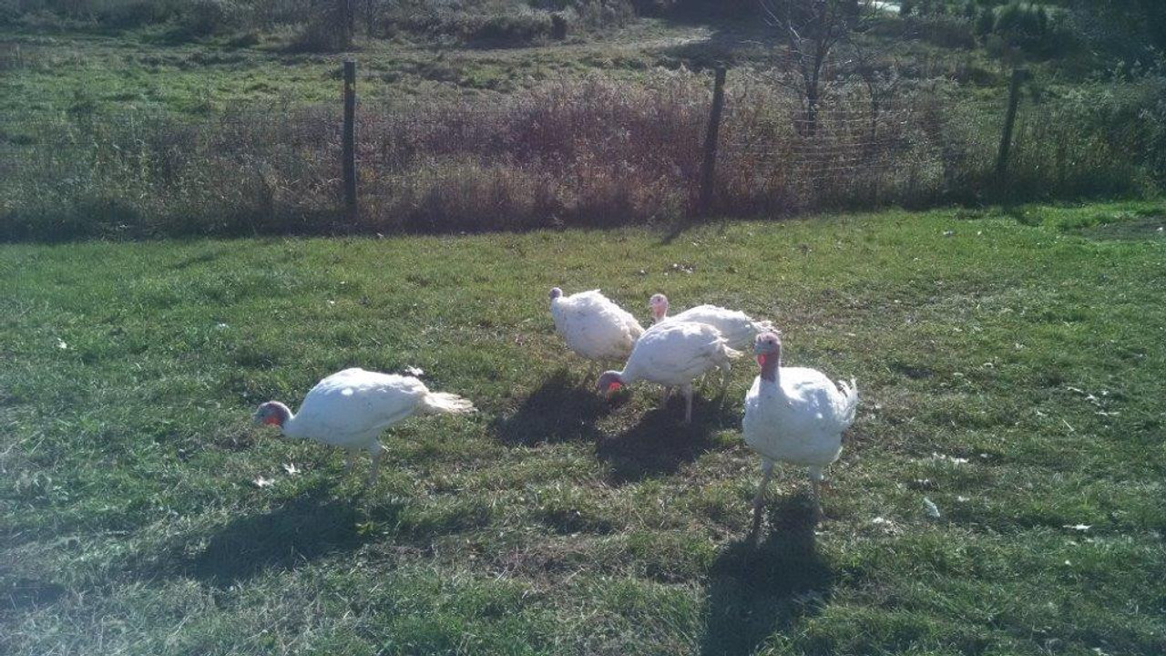 Turkey Wings — Gardner Family Farm