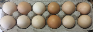 Organic Soy-Free Chicken Eggs, 1 Dozen Organic Soy-Free Chicken Eggs, 1 Dozen