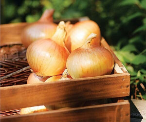 Organic Sweet Onions from Lancaster Farm Fresh coop. Sold by 3 pound bag