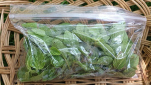 Fresh Organic Oregano (1 Pack)