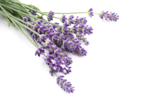 New! Organically grown Dried  Lavender New! Organically grown Dried  Lavender