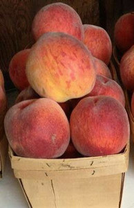 Glenglo Peaches – Juicy & Sweet | Grown in Pennsylvania! (about 2lbs) Glenglo Peaches – Juicy & Sweet | Grown in Pennsylvania! (about 2lbs)