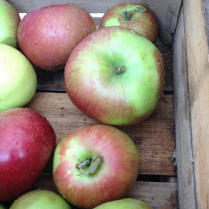 Summer Rambo Apples from Kauffman's (2 pounds) Summer Rambo Apples from Kauffman's (2 pounds)